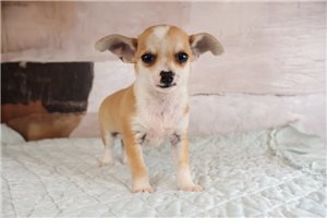Beaumont - Chihuahua for sale