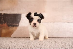 Sophie - puppy for sale