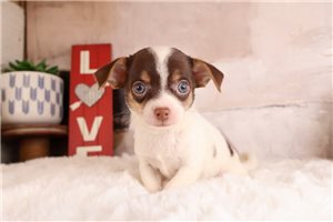 Ashton - Chihuahua for sale