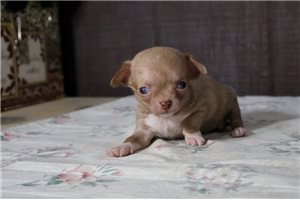 Rowan - Chihuahua for sale