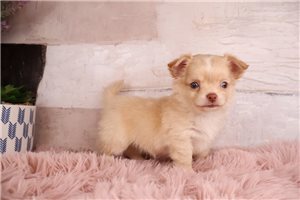 Layla - Chihuahua for sale