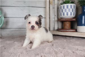 Hayes - Chihuahua for sale
