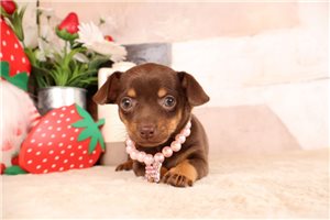 Dawn - Chiweenie for sale