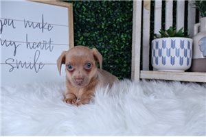 Luke - puppy for sale