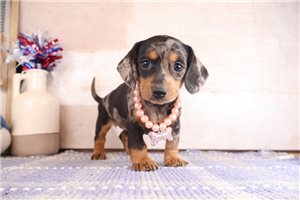 Cora - Chiweenie for sale