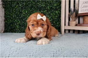 Juliette - puppy for sale