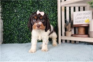 Jasmine - puppy for sale