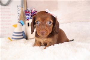 Zola - Dachshund, Mini for sale