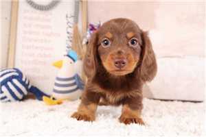 Sheldon - puppy for sale