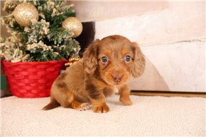 Homer - puppy for sale