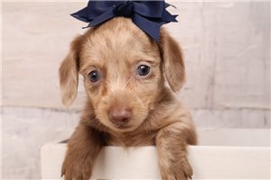 Teesha - puppy for sale