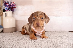 Alice - puppy for sale