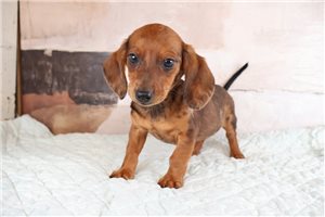 Cassius - Dachshund, Mini for sale