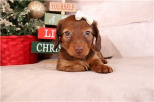 Chantilly - Dachshund, Mini for sale