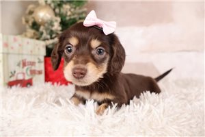 Kimberly - Dachshund, Mini for sale