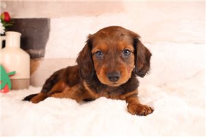 Cedric - Dachshund, Mini for sale