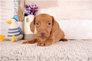 Arlo - Dachshund, Mini for sale