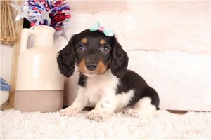 Shania - puppy for sale