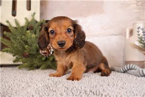 Marlin - Dachshund, Mini for sale