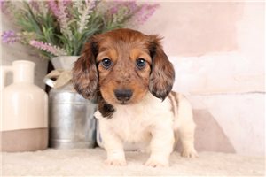 Karter - Dachshund, Mini for sale