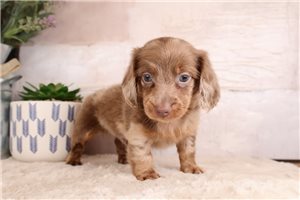 Racer - puppy for sale