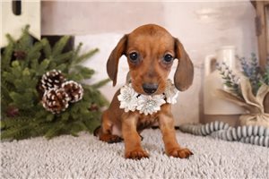 Millie - Dachshund, Mini for sale