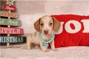 Hazel - Dachshund, Mini for sale