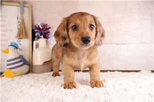 Zion - Dachshund, Mini for sale