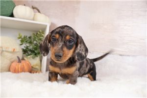 Baxter - Dachshund, Mini for sale