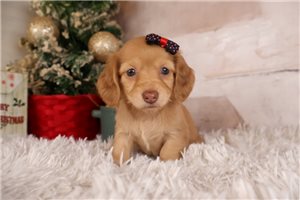 Kaylee - puppy for sale