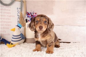 Sanderson - puppy for sale