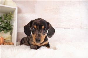 Bantam - Dachshund, Mini for sale