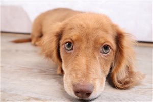 Garrison - Dachshund, Mini for sale