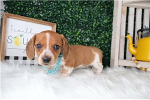 Crystal - puppy for sale