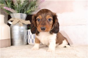 Kyrie - Dachshund, Mini for sale
