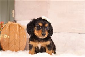 Tabbie - puppy for sale