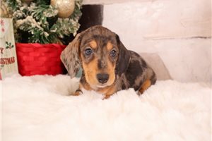 Francisco - Dachshund, Mini for sale