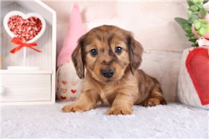 Quatro - Dachshund, Mini for sale