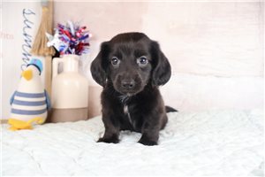 Bash - Dachshund, Mini for sale