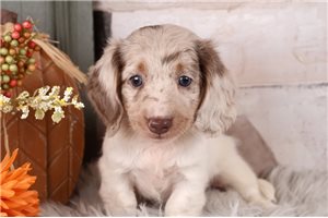 Tycho - puppy for sale