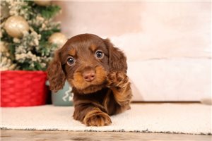 Hoover - puppy for sale