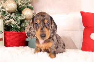 Franklin - Dachshund, Mini for sale