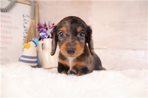 Walker - Dachshund, Mini for sale