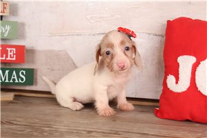 Hailey - Dachshund, Mini for sale