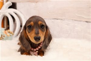 Natalie - Dachshund, Mini for sale