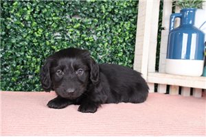 Damian - puppy for sale