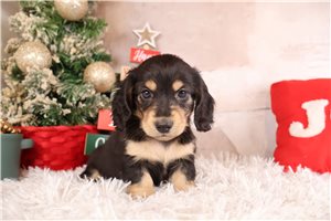 Hank - Dachshund, Mini for sale