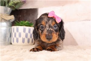 Rain - puppy for sale