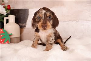 Loki - puppy for sale