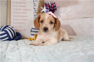 Brenda - puppy for sale